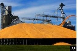 Toxin In Corn Adds To Woes Of US Farmers, Ethanol Makers